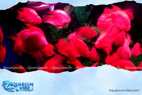Mệnh Hỏa nuôi cá được không? Cách chọn cá và đặt bể hợp phong thủy 3 Mệnh Hỏa nên nuôi cá huyết anh vũ, cá koi, cá rồng,...