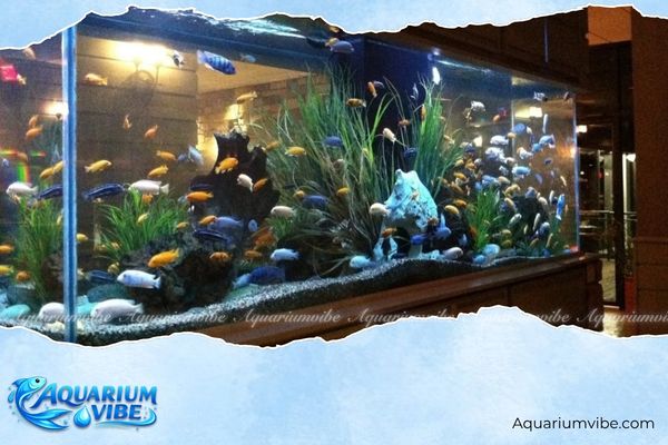 Mệnh Kim nuôi cá được không? Chọn cá gì để hợp phong thủy? 1 mệnh kim nuôi cá được không