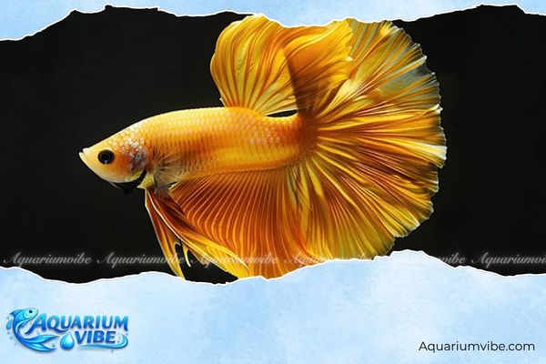 Mệnh Kim nuôi cá được không? Chọn cá gì để hợp phong thủy? 4 mệnh kim nuôi cá được không