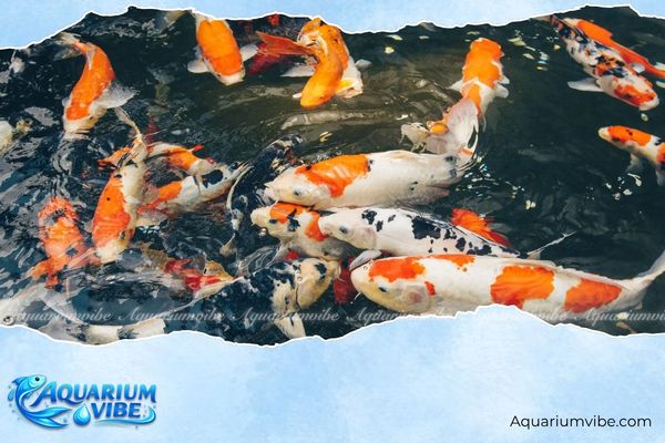 Mệnh Mộc nuôi cá được không? Đặt bể cá ở đâu để thu hút tài lộc? 2 mệnh mộc nuôi cá được không