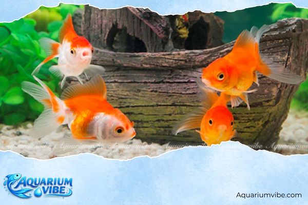 Mệnh Thổ nuôi cá được không? Nên nuôi cá gì để hợp mệnh? 3 mệnh thổ nuôi cá được không