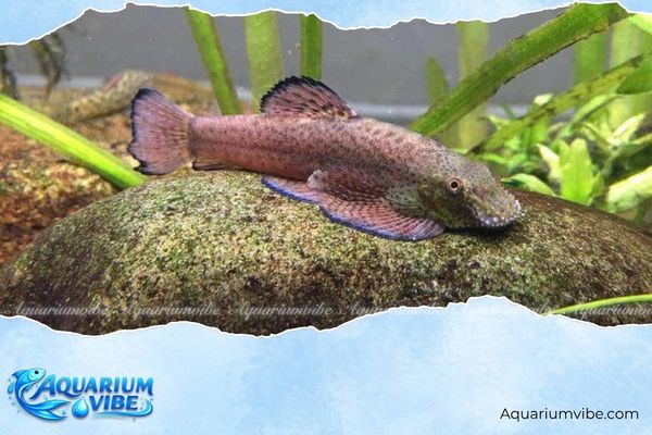 Mệnh Thủy nuôi cá được không? Gợi ý loài cá hợp phong thủy 3 Người mệnh Thủy không nên nuôi cá tỳ bà