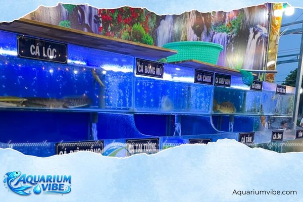 Top 4 shop cá lóc cảnh TPHCM uy tín, chất lượng, giá hợp lý nhất 3 Hồ Cá Cảnh Dương