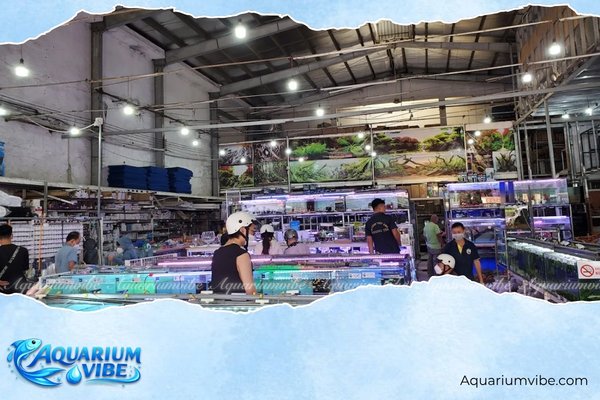Top 4 shop cá lóc cảnh TPHCM uy tín, chất lượng, giá hợp lý nhất 2 Cửa hàng cá cảnh thủy sinh Trung Tín