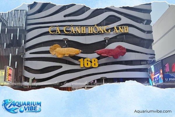 Top 4 shop cá lóc cảnh TPHCM uy tín, chất lượng, giá hợp lý nhất 1 Cửa hàng cá cảnh Hồng Anh - Shop cá lóc cảnh TPHCM nhập khẩu đa dạng