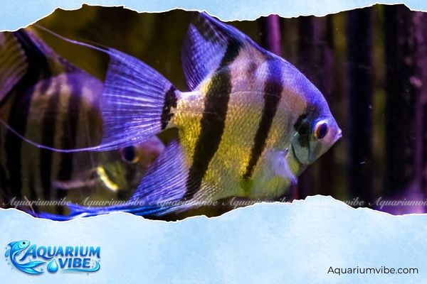 Tuổi Dần nuôi cá gì? Gợi ý cá cảnh hợp phong thủy từng mệnh 2 Người tuổi Giáp Dần rất hợp nuôi cá Thiên Thần