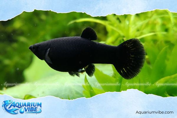 Giải đáp: Tuổi Dậu nuôi cá gì hợp phong thuỷ để hút tài lộc? 8 Người tuổi Dậu nên nuôi bao nhiêu con cá?