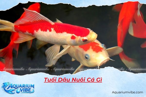 Giải đáp: Tuổi Dậu nuôi cá gì hợp phong thuỷ để hút tài lộc?