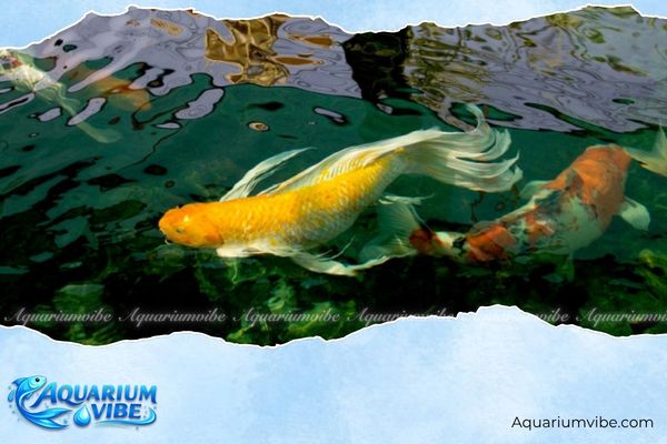 Tuổi Mão nuôi cá gì hợp phong thủy, hút tài lộc may mắn? 1 Cá Koi giúp người tuổi Mão thu hút tài lộc