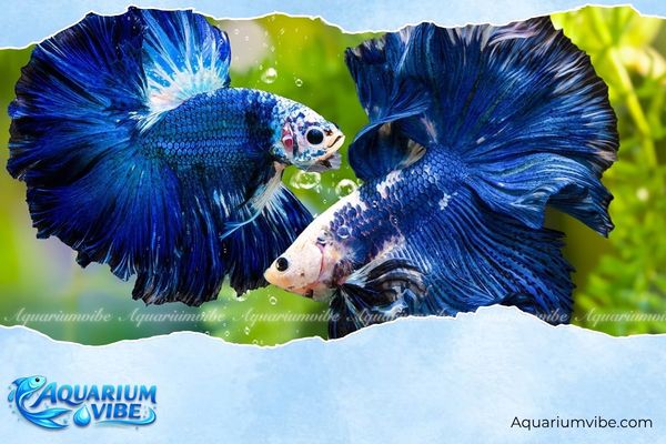 Tuổi Mão nuôi cá gì hợp phong thủy, hút tài lộc may mắn? 3 Cá Betta mang đến năng lượng tích cực cho người tuổi Mão