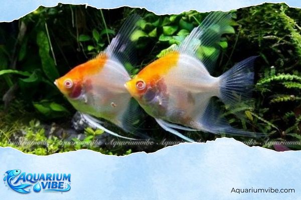 Khám phá tuổi Mùi nuôi cá gì hợp phong thủy, hút tài lộc 6 Tuổi Mùi nên nuôi bao nhiêu con cá?