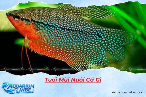 Khám phá tuổi Mùi nuôi cá gì hợp phong thủy, hút tài lộc