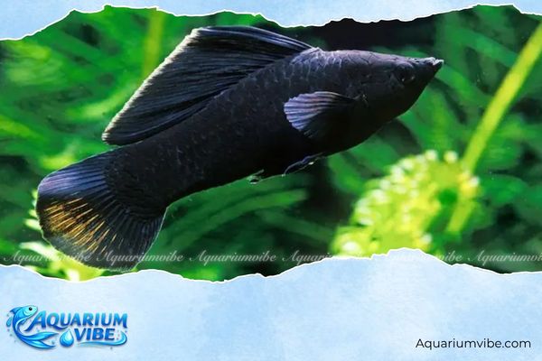Tuổi Ngọ nuôi cá gì? Cách chọn màu cá và số lượng cá hợp tuổi 5 Số lượng cá nuôi người tuổi Ngọ