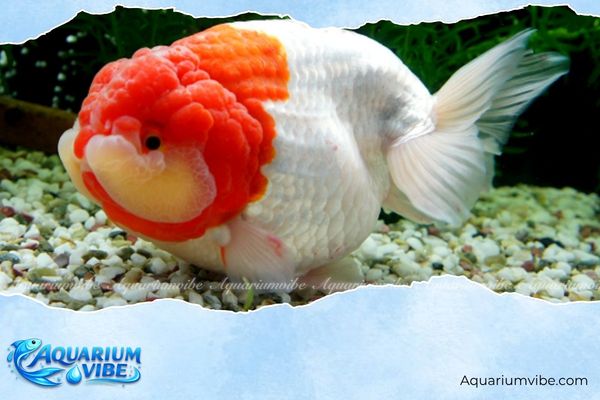 Tuổi Ngọ nuôi cá gì? Cách chọn màu cá và số lượng cá hợp tuổi 6 Vị trí đặt bể cá tốt cho người tuổi Ngọ là phòng khách