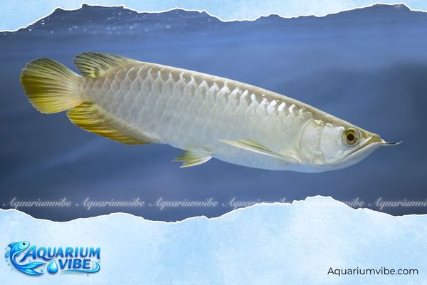 Tuổi Thân nuôi cá gì? Bí quyết chọn cá cảnh hợp vận mệnh 1 Tuổi thân nên nuôi cá Rồng