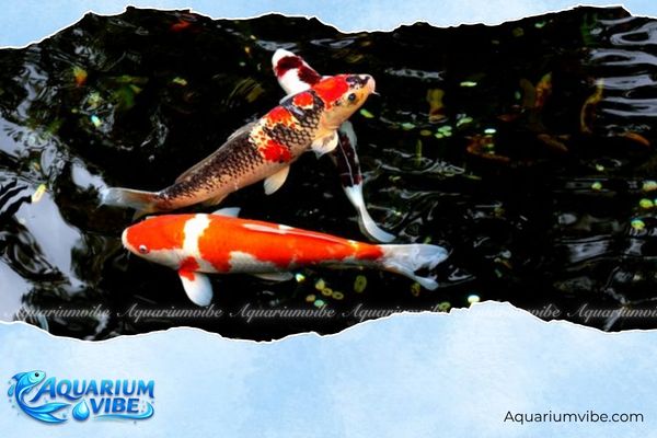 Tuổi Thân nuôi cá gì? Bí quyết chọn cá cảnh hợp vận mệnh 2 Cá Koi mang đến vận khí tích cực cho gia chủ tuổi Thân