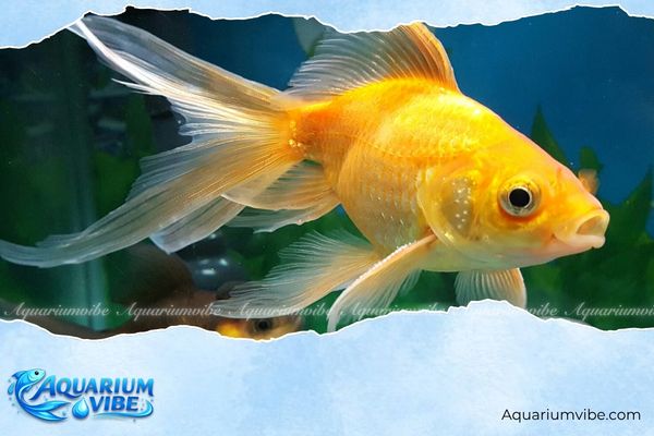 Tuổi Thân nuôi cá gì? Bí quyết chọn cá cảnh hợp vận mệnh 4 Tuổi thân nên nuôi cá Vàng