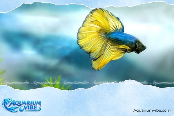 Tuổi Thân nuôi cá gì? Bí quyết chọn cá cảnh hợp vận mệnh 5 Tuổi thân nuôi cá gì - Cá Betta