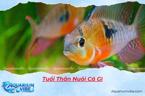 Tuổi Thân nuôi cá gì? Bí quyết chọn cá cảnh hợp vận mệnh