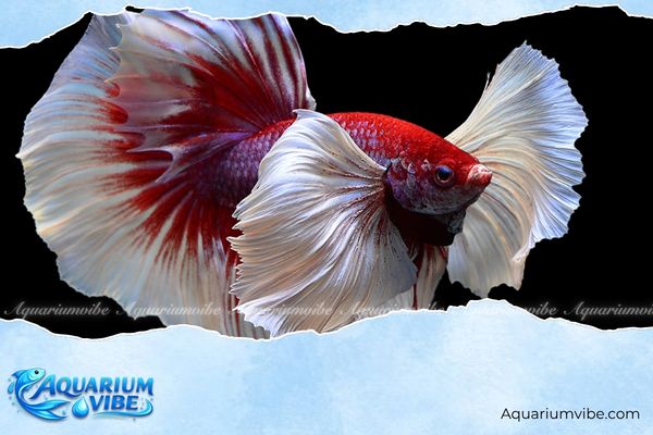 Tuổi Thìn nuôi cá gì? Top loại cá cảnh hợp mệnh hút tài lộc 4 Tuổi Thìn nên nuối cá Betta