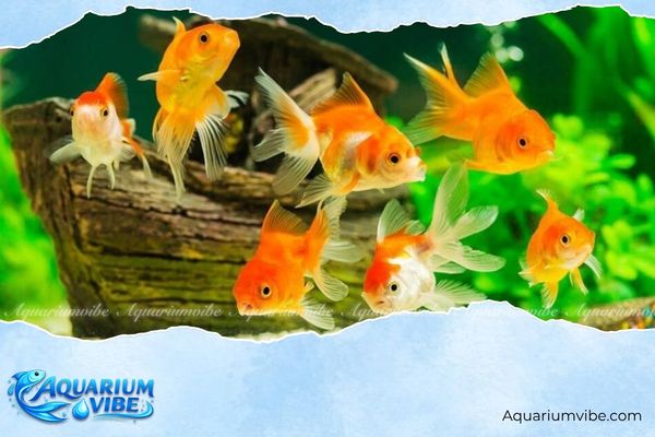 Tuổi Thìn nuôi cá gì? Top loại cá cảnh hợp mệnh hút tài lộc 5 Người tuổi Thìn hợp nuôi cá màu gì?