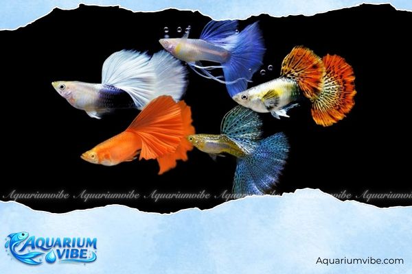 Tuổi Thìn nuôi cá gì? Top loại cá cảnh hợp mệnh hút tài lộc 6 Số lượng cá nên nuôi cho người tuổi Thìn