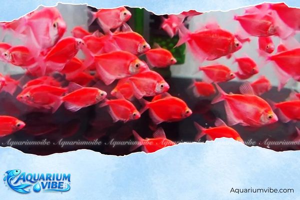 Tuổi Tuất nuôi cá gì? Vị trí hướng đặt cho bể cả tuổi Tuất 2 Tuổi Tuất hợp nuôi cá Cánh Buồm