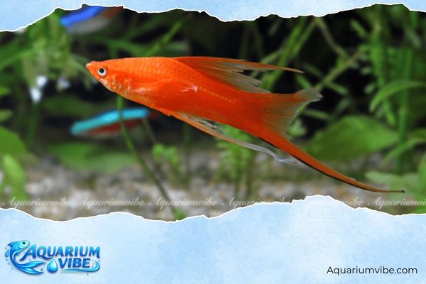 Tuổi Tuất nuôi cá gì? Vị trí hướng đặt cho bể cả tuổi Tuất 3 Tuổi Tuất nên chọn nuôi cá Hồng Kim