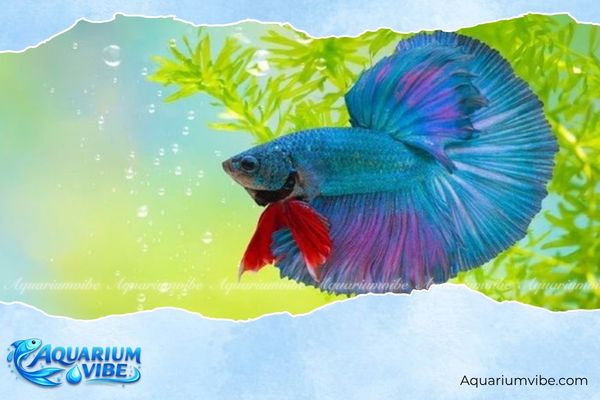Tuổi Tuất nuôi cá gì? Vị trí hướng đặt cho bể cả tuổi Tuất 7 Vị trí đặt bể cá cho người tuổi Tuất