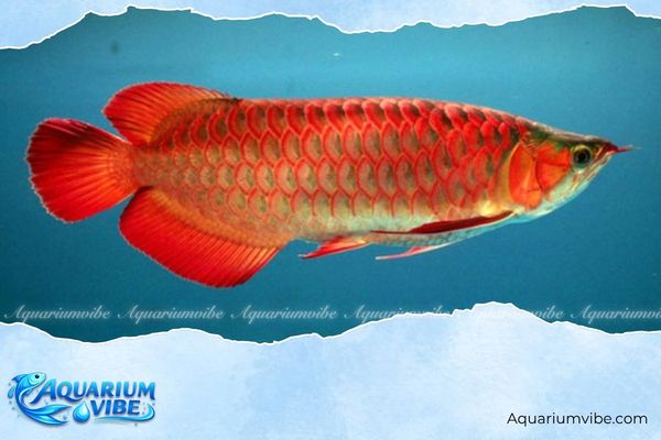 Tuổi Tỵ nuôi cá gì hợp mệnh? Bí quyết chọn cá cảnh đẹp nhất 1 Nuôi cá Rồng giúp gia chủ tuổi Tỵ thu hút tài lộc