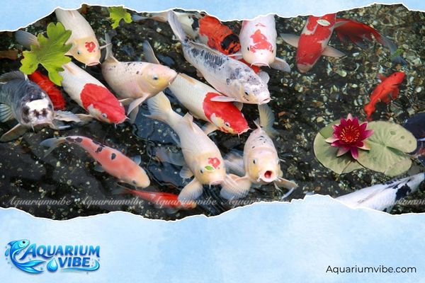 Tuổi Tỵ nuôi cá gì hợp mệnh? Bí quyết chọn cá cảnh đẹp nhất 4 Cá koi đem lại may mắn và thịnh vượng cho người tuổi Tỵ