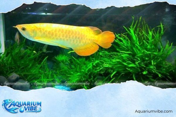 Tuổi Tỵ nuôi cá gì hợp mệnh? Bí quyết chọn cá cảnh đẹp nhất 6 Chọn loại bể cá phù hợp tuổi Tỵ