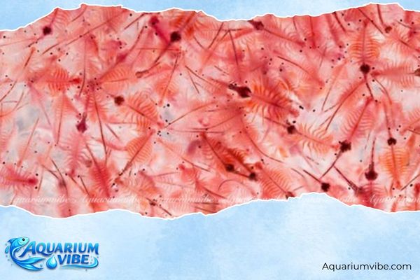 Artemia ấp nở 4 Cách sử dụng và bảo quản Artemia ấp nở hiệu quả