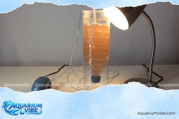 Artemia OSI 4 Chiếu sáng trong thời gian ấp Artemia OSI