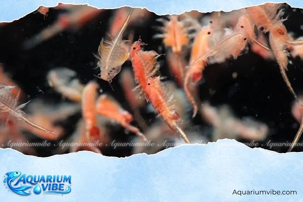 Artemia sinh khối 1 Artemia sinh khối có kích thước lớn hơn, hàm lượng dinh dưỡng nhiều hơn loại artemia nở