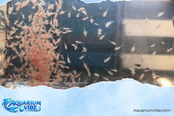 Artemia sinh khối 2 Công dụng của artemia sinh khối đối với cá cảnh