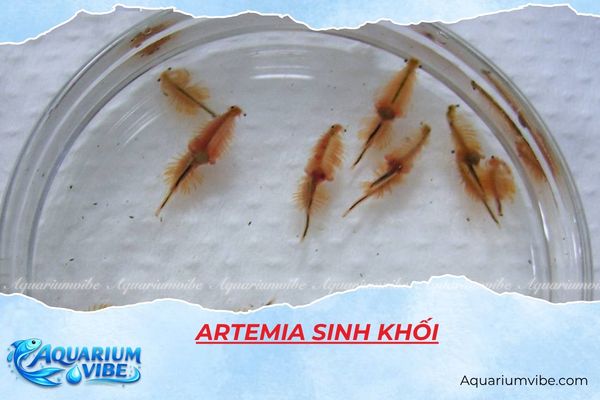 artemia-sinh-khoi artemia sinh khối