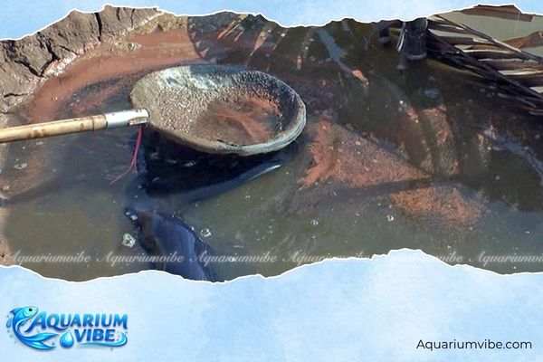 Artemia Vĩnh Châu 2 Artemia Vĩnh Châu sau khi nở có kích thước phù hợp làm thức ăn cho nhiều loại cá bột