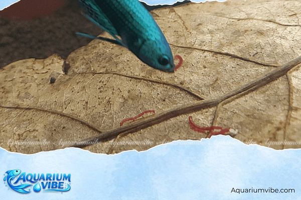 Artemia Vĩnh Châu 3 Artemia Vĩnh Châu là nguồn protein tự nhiên giúp cá Betta phát triển