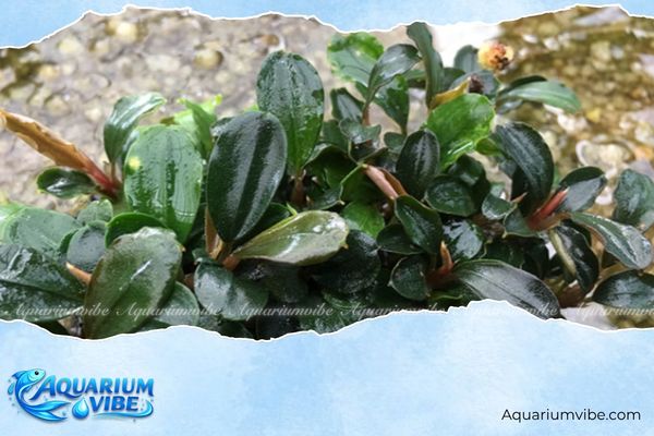 Bucep Boyan 4 Những lưu ý cần biết để chăm sóc Bucep Boyan luôn khỏe đẹp