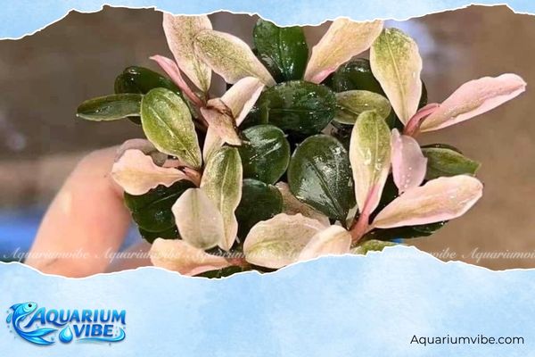 Bucep đột biến 4 Cách chăm bucep đột biến luôn lên màu đẹp trong aquarium