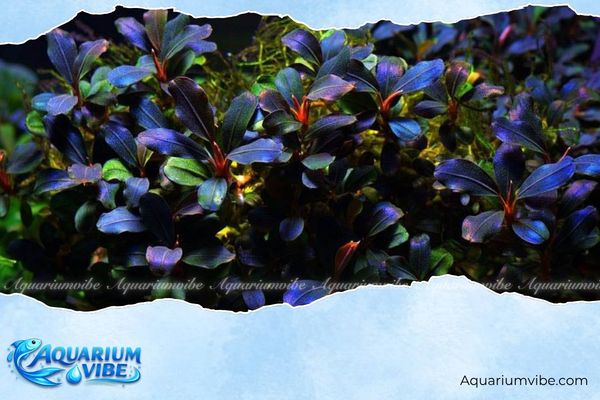 Bucep Ghost 4 Bí quyết chăm sóc Bucep Ghost trong aquarium