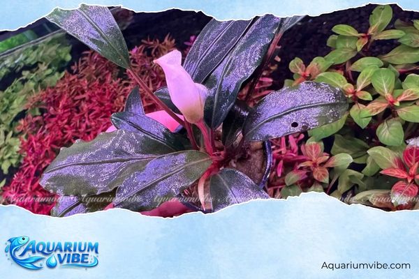 Bucep hồng 1 Tùy điều kiện môi trường, bucep hồng cho ra các tone màu như hồng, đỏ nhạt