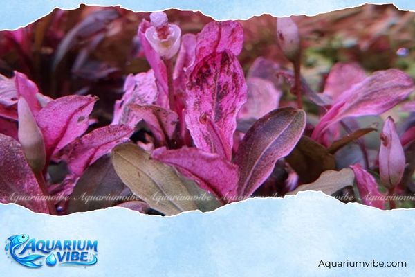 Bucep hồng 2 Bucephalandra hồng có nguồn gốc từ đảo Borneo của Indonesia