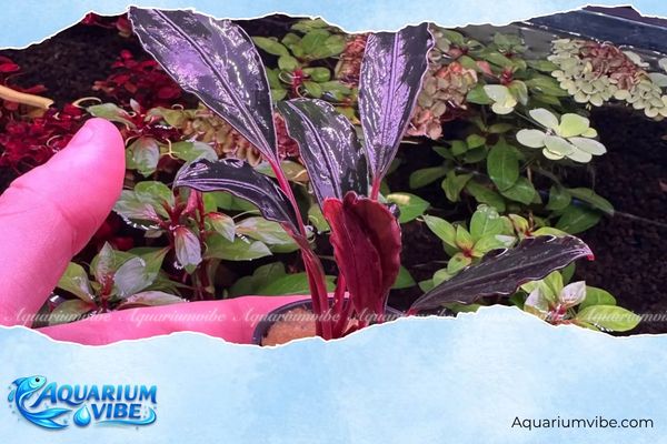 Bucep hồng 4 Không chôn phần thân rễ bucep hồng xuống nền để tránh thối rễ