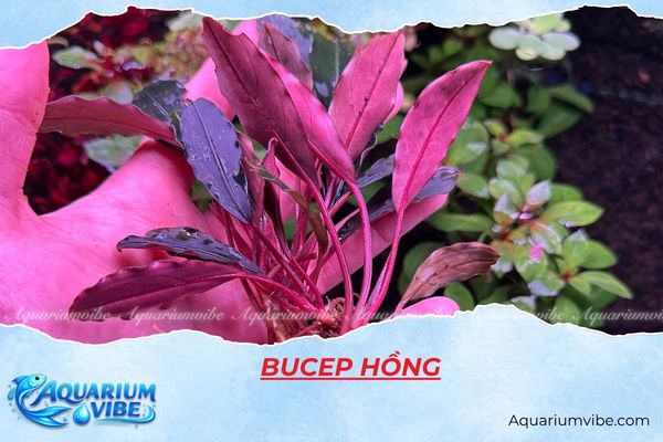 bucep-hong bucep hồng
