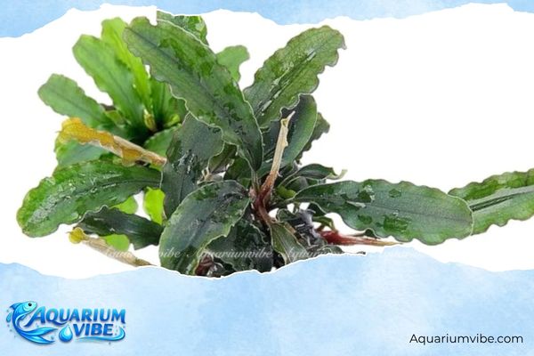 Bucep lá nhăn 1 Bucep lá nhăn thuộc nhóm cây thân rễ, có đặc điểm phần mép lá uốn lượn