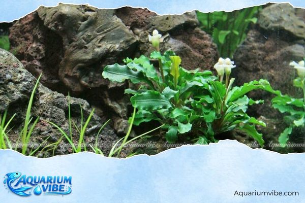 Bucep lá nhăn 2 Trong aquarium, Bucep Ripple Leaf thích nghi tốt với môi trường có nhiệt độ từ 22°C đến 28°C