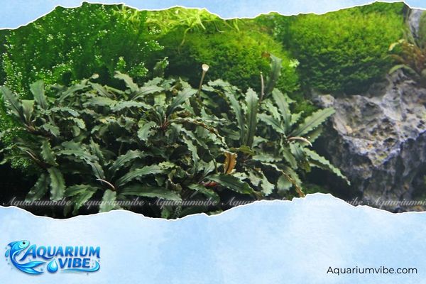 Bucep lá nhăn 3 Bucep lá nhăn có thể kết hợp cùng Bucephalandra Mini Coin, Cryptocoryne Parva