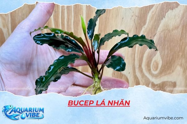bucep-la-nhan Bucep lá nhăn